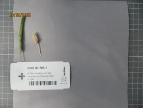 Click for 2 image(s) for this accession.